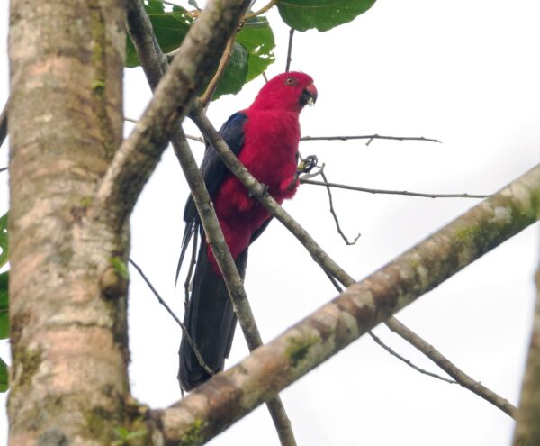 A wild Moluccan King Parrot perches in a tree