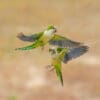 Wild Monk Parakeets interact while in flight