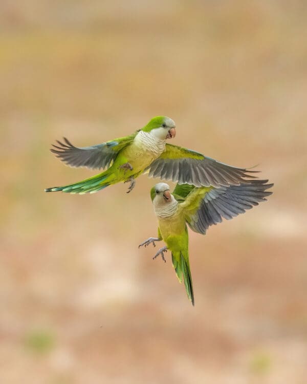 Wild Monk Parakeets interact while in flight