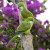 Wild Monk Parakeets perch on a limb