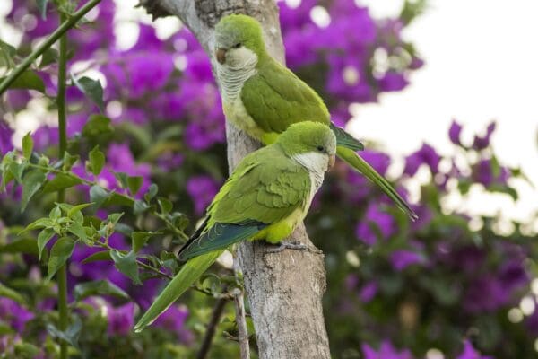 Wild Monk Parakeets perch on a limb