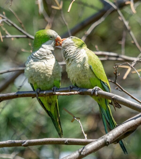 Wild Monk Parakeets perch on a branch