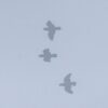Wild Mountain Racquet-tailed Parrots in flight in the fog