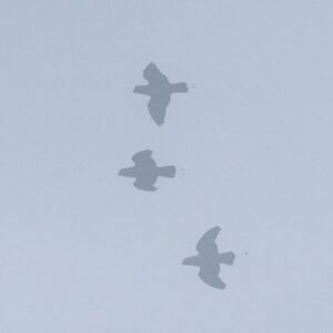 Wild Mountain Racquet-tailed Parrots in flight in the fog