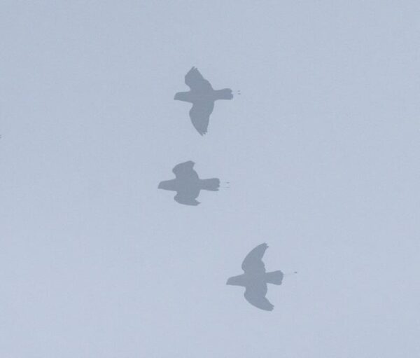 Wild Mountain Racquet-tailed Parrots in flight in the fog