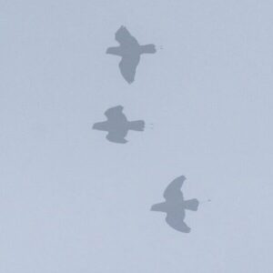 Wild Mountain Racquet-tailed Parrots in flight in the fog