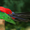 © serhano from Getty Images A wild Moluccan King Parrot preens the base of its tail