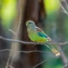 © David Cook CC BY-NC 2.0 via Flickr A wild Mulga Parrot perches on a branch