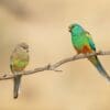 Wild Mulga Parrots, female left, male right, perch on a branch