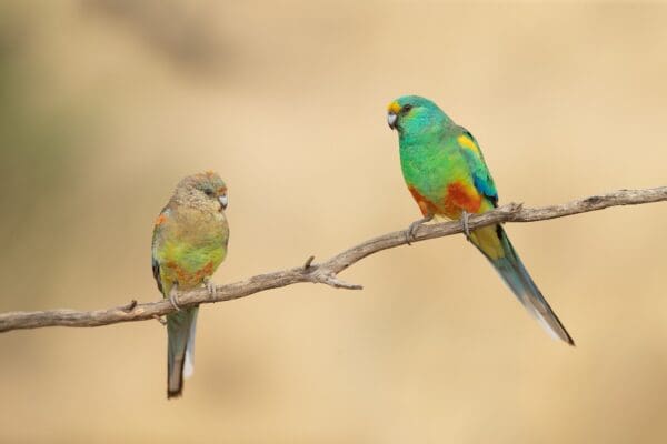 Wild Mulga Parrots, female left, male right, perch on a branch