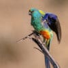 © Patrick Kavanagh CC BY 2.0 via Flickr A wild Mulga Parrot shows its colours