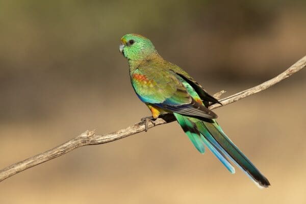 A wild male Mulga Parrot perches on a branch