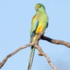 © Corey Raffel A wild female Mulga Parrot perches on a branch