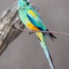 © Corey Raffel A wild male Mulga Parrot perches on a twig