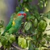 A wild Musk Lorikeet perches in a tree