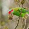 A wild Musk Lorikeet feeds