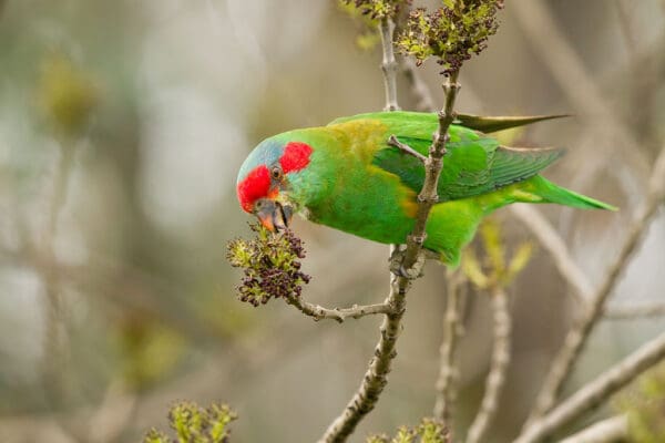 A wild Musk Lorikeet feeds