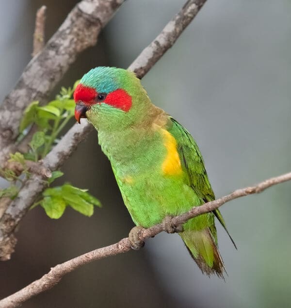 A wild Musk Lorikeet perches on a branch