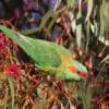 A wild Musk Lorikeet forages in a tree