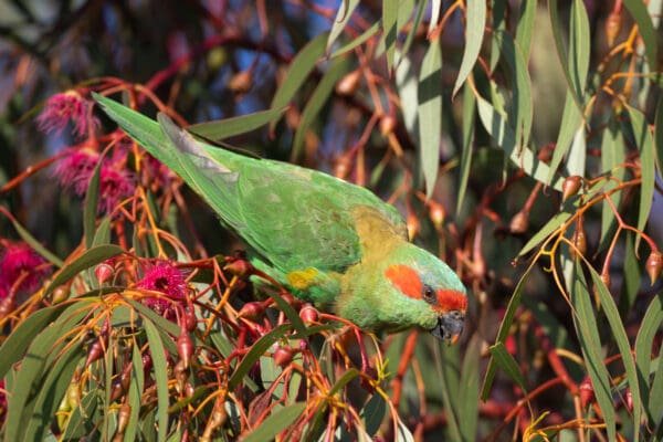 A wild Musk Lorikeet forages in a tree