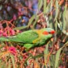 A wild Musk Lorikeet perches in a tree