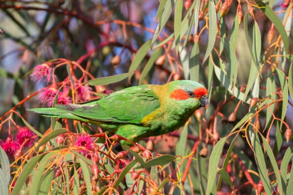 A wild Musk Lorikeet perches in a tree