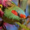 A closeup of a wild Musk Lorikeet