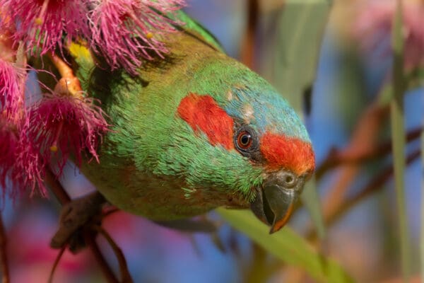 A closeup of a wild Musk Lorikeet