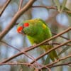 A wild Musk Lorikeet looks on curiously