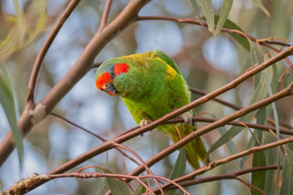 A wild Musk Lorikeet looks on curiously