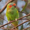 A wild Musk Lorikeet perches on a twig