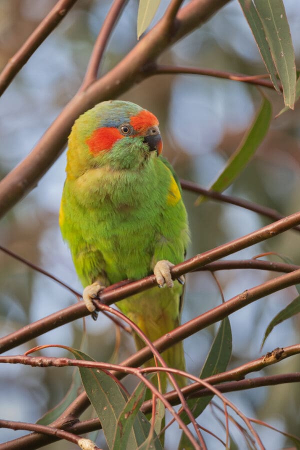 A wild Musk Lorikeet perches on a twig