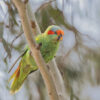 A wild Musk Lorikeet perches on a branch