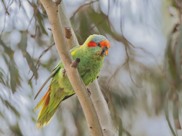 A wild Musk Lorikeet perches on a branch