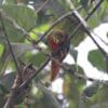 © Charles Davies CC BY-NC 2.0 via Flickr A wild Musschenbroek's Lorikeet perches in a tree