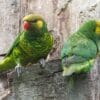 Wild Mustard-capped Lorikeets perch on a tree stump