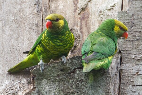 Wild Mustard-capped Lorikeets perch on a tree stump