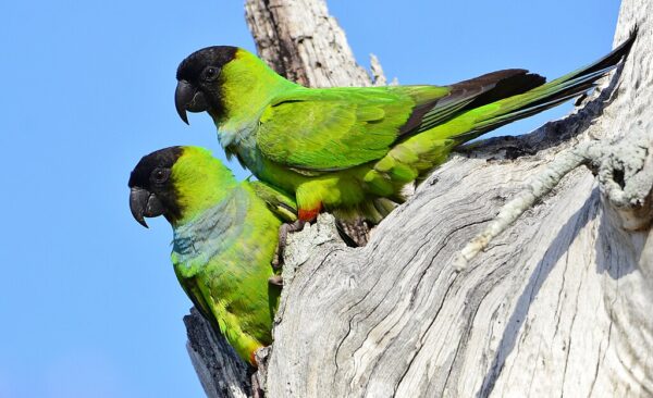 Wild Nanday Conures perch on a tree snag