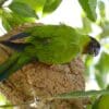 A wild Nanday Conure perches on an arboreal termitarium