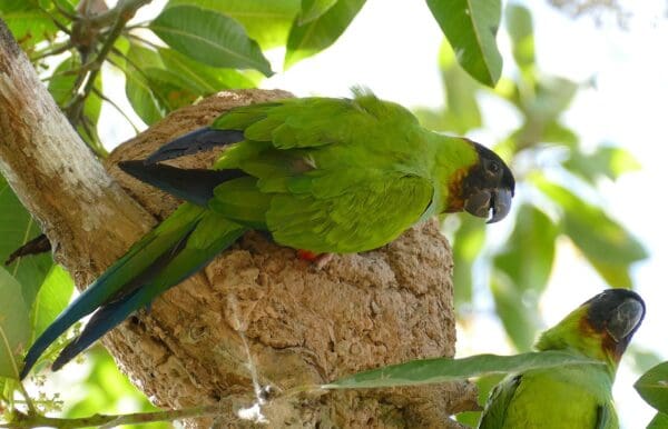 A wild Nanday Conure perches on an arboreal termitarium