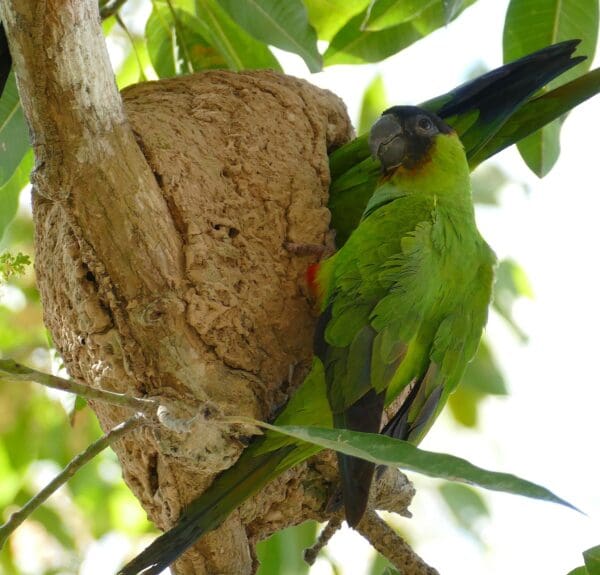 Wild Nanday Conures perch on an arboreal termitarium