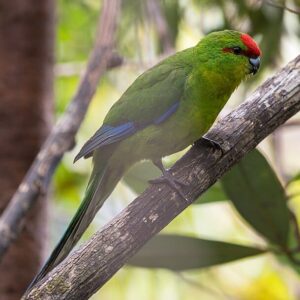 Wild New Caledonian Parakeet perches in a tree