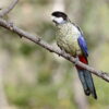 A wild Northern Rosella perches on a branch