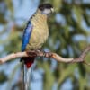 © Corey Raffel A wild Northern Rosella perches on a branch