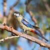 © Corey Raffel A Northern Rosella perches in a tree
