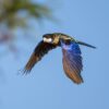 © Corey Raffel A wild Northern Rosella in flight