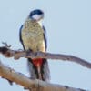 © Corey Raffel A wild Northern Rosella perches on a branch