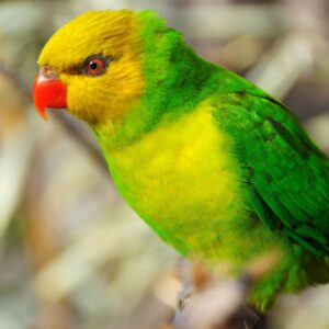 An Olive-headed Lorikeet perches in a tree