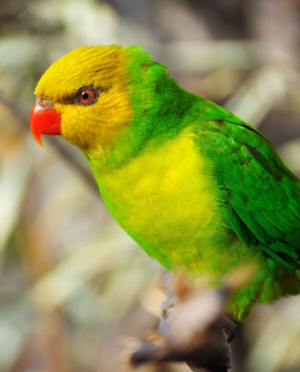An Olive-headed Lorikeet perches in a tree