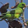 A wild Olive-shouldered Parrot perches in a tree